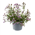 Bild von VP Verbena P19 Rigida polaris Sky Blue knop